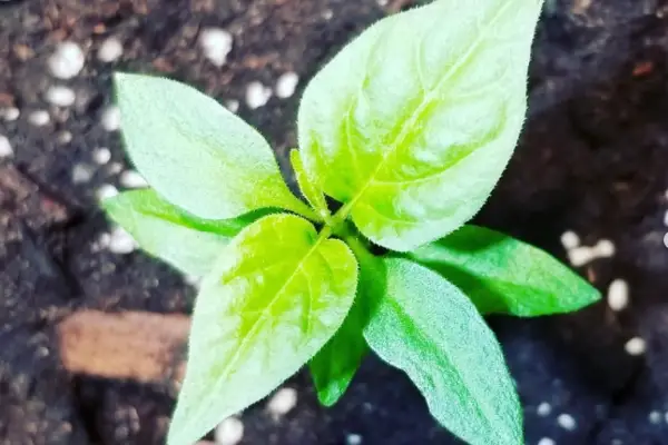 hot pepper seedling after germinate