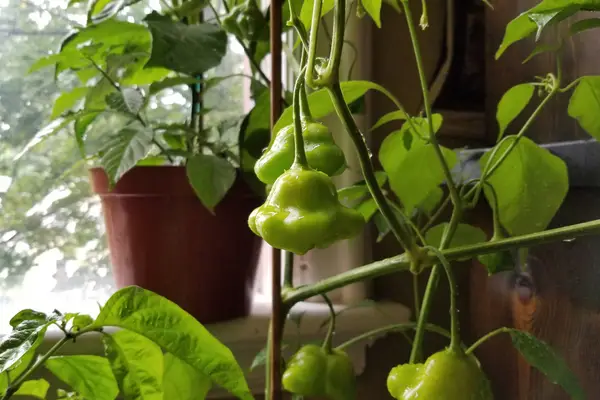 A Bishops Crown pepper grow indoors