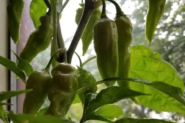 Grow peppers indoors like devil's tongue peppers