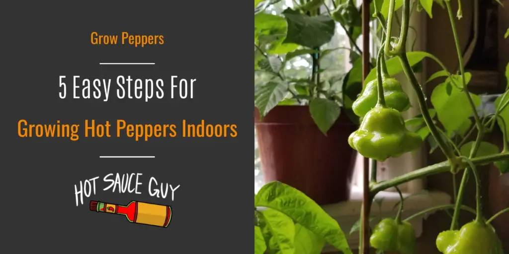 Growing Hot Peppers - The Hot Sauce Guy