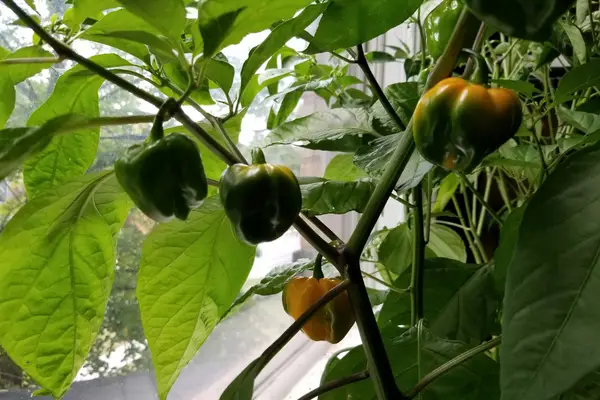 harvest your indoor grow peppers when they turn colour