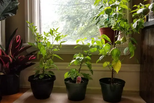 grow peppers indoors by your windows