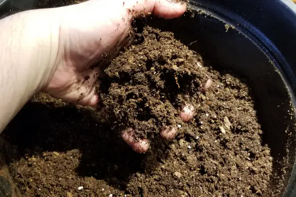 Grow peppers indoors with fresh bagged soil