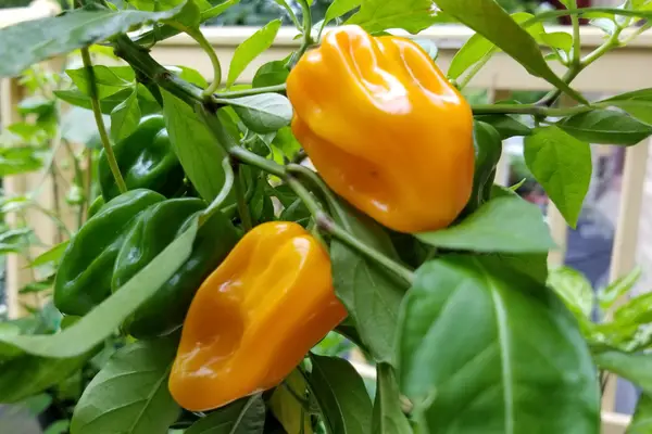 Saving pepper seeds starts with choosing the right peppers