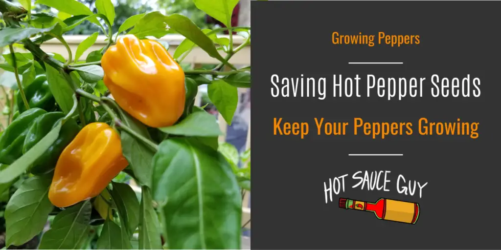 Growing Hot Peppers - The Hot Sauce Guy