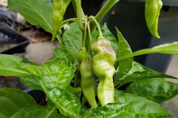 hot peppers grown using hand pollination