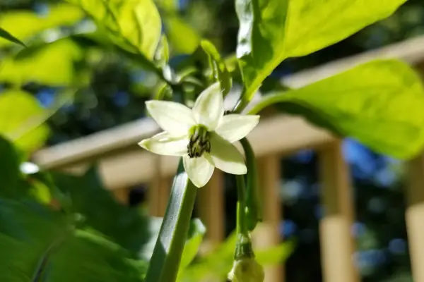 hand pollinate peppers when they are open