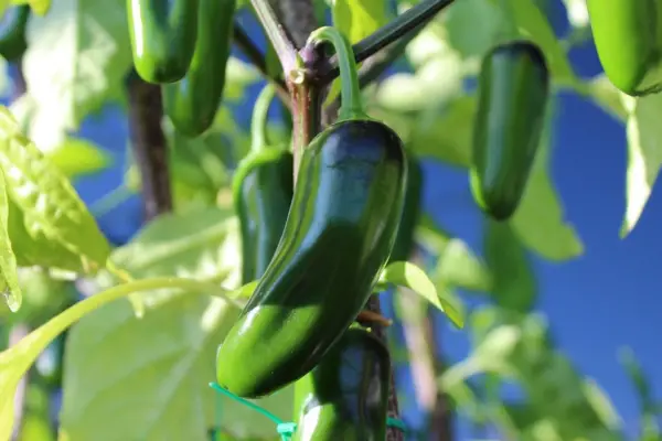 A Capsicum Annum Jalapeno pepper on a plant