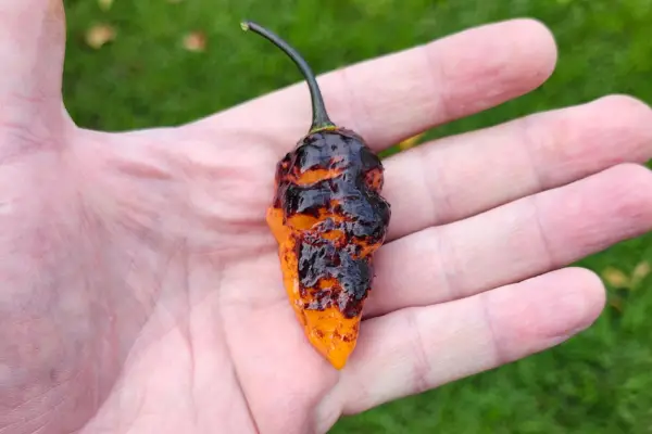 Hallows Eve peppers are a type of Capsicum Chinense