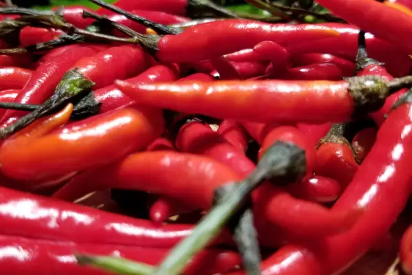Birds Eye Chilis, a type of Capsicum Frutescens pepper
