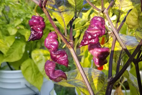 Casper The Ghost Peppers growing in containers