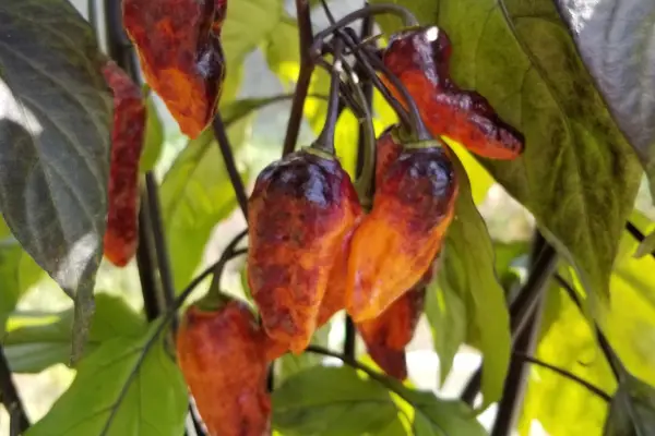 Hallow's Eve peppers on a plant