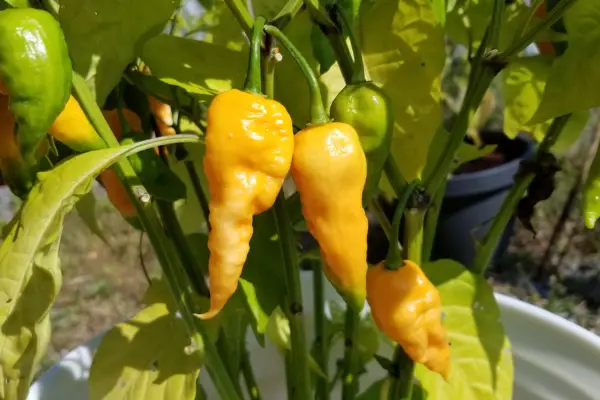 KAOS peppers growing. incontainers