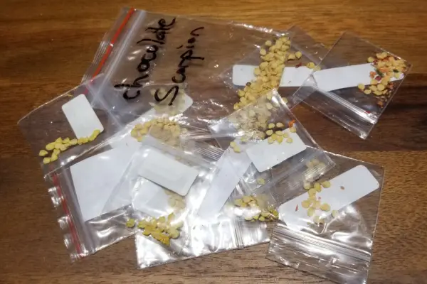 Pepper seed packs from seed swaps and local seed distributors.
