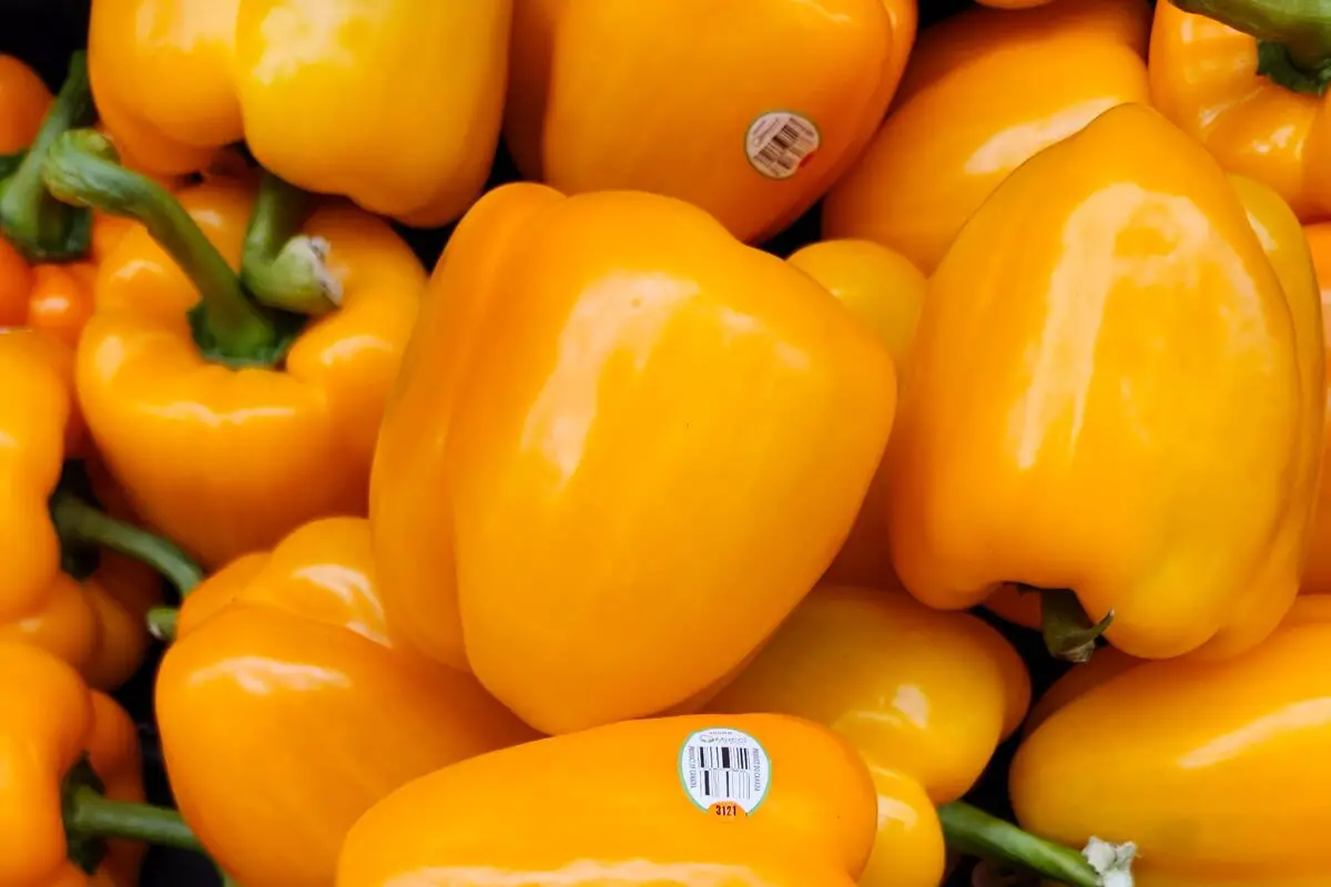 Bell peppers in a bin at the grocery store