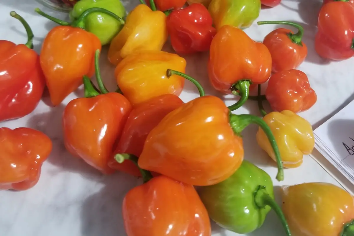 Habanero peppers on a counter waiting to be turned into hot sauce